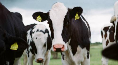 cows
