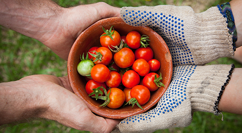 Two pairs of hands holding tomatoes