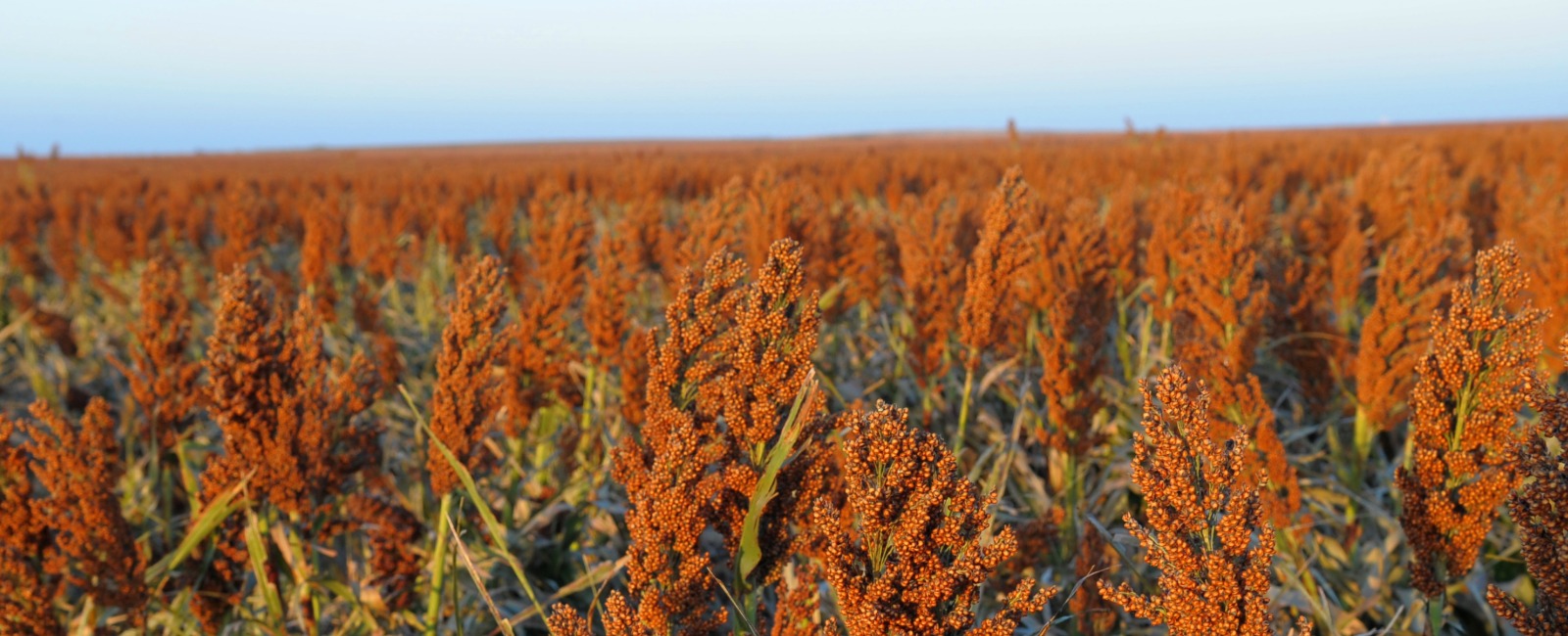 sorghum field with blue sky